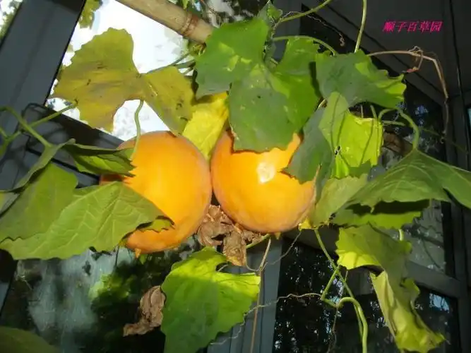 德州扑克起手牌策略_德州扑克都是对怎么分_德州扑克牌型重要性